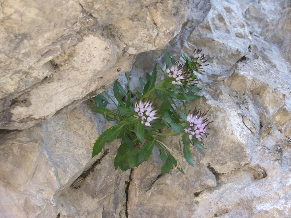 Physoplexis comosa / Raponzolo di roccia